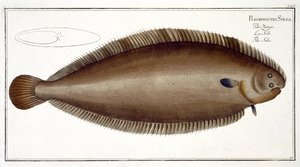 Sole de Douvres (Solea Solaea) planche XLV de 